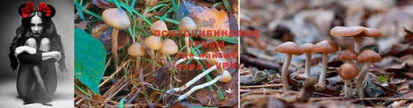 PSILOCYBIN Беломорск